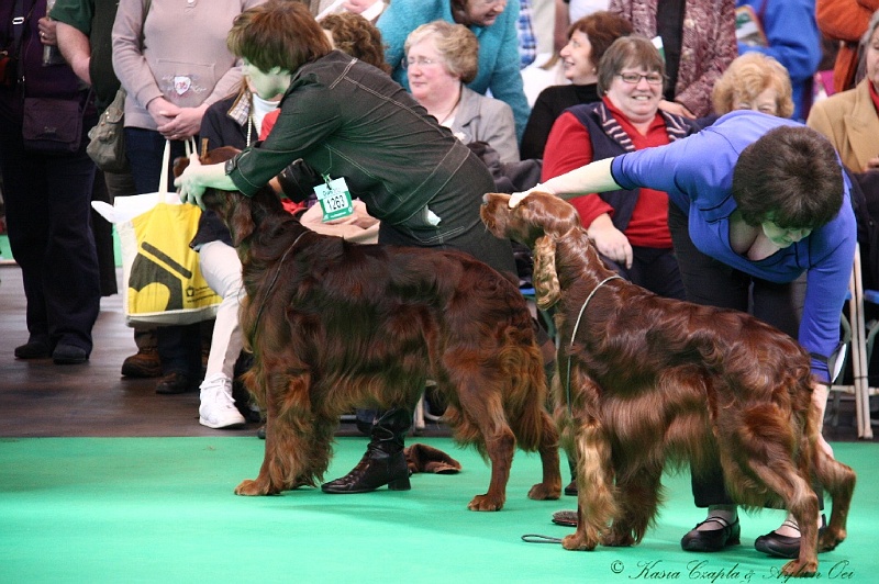 Crufts2011 557.jpg